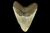 Fossil Megalodon Tooth - North Carolina #124350-2